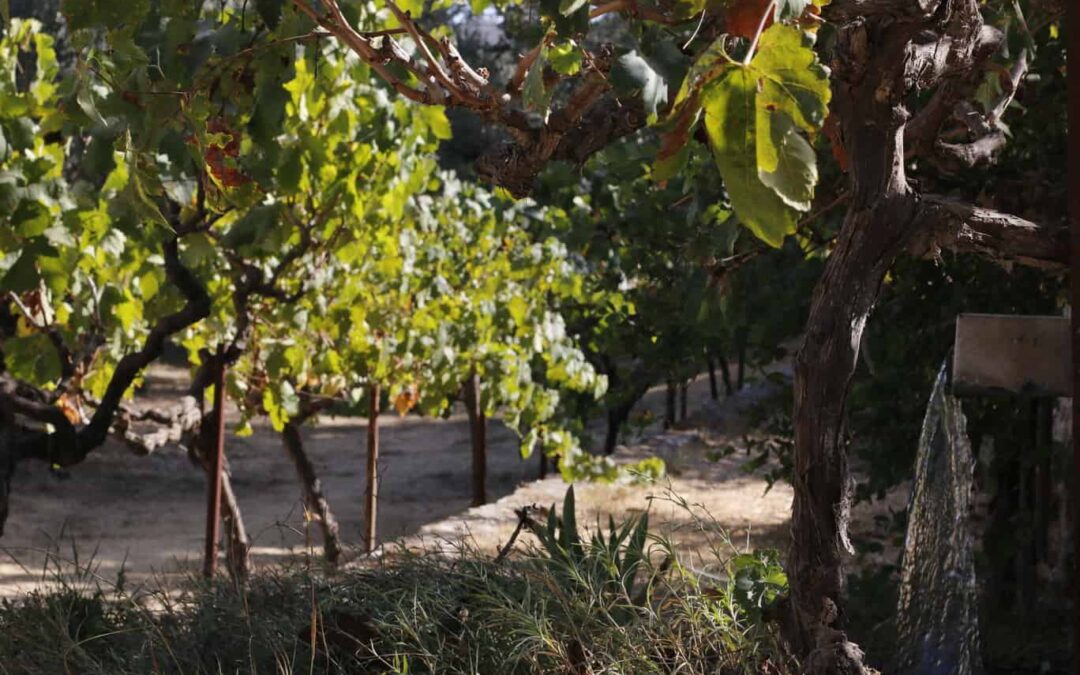 El jardín en memoria de Aaron Jean-Marie Lustiger