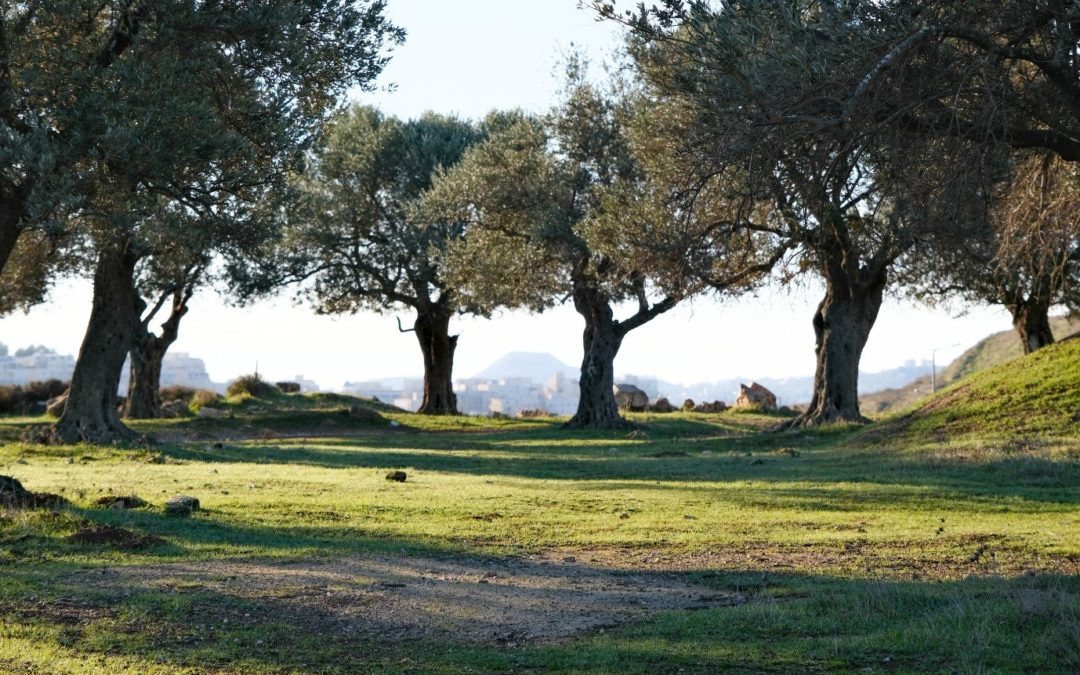 Gethsemane: The olive press