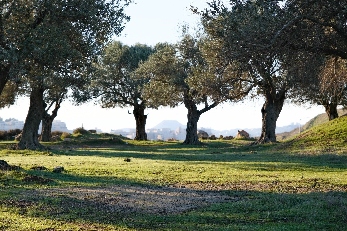 Olive trees in December, the road between Bethlehem and Jerusalem. Photo: Reed Miller.