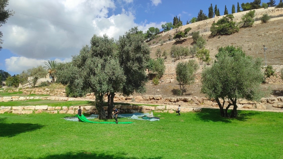 Olive Harvest in the Valley of Gehenna, Jerusalem. Photo: Henri Gourinard