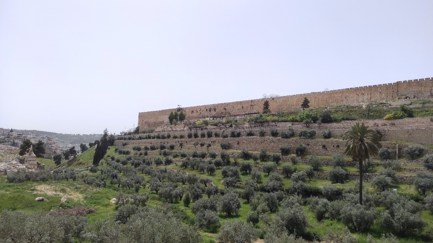 Olivos del valle del Cedrón. Foto: Henri Gourinard