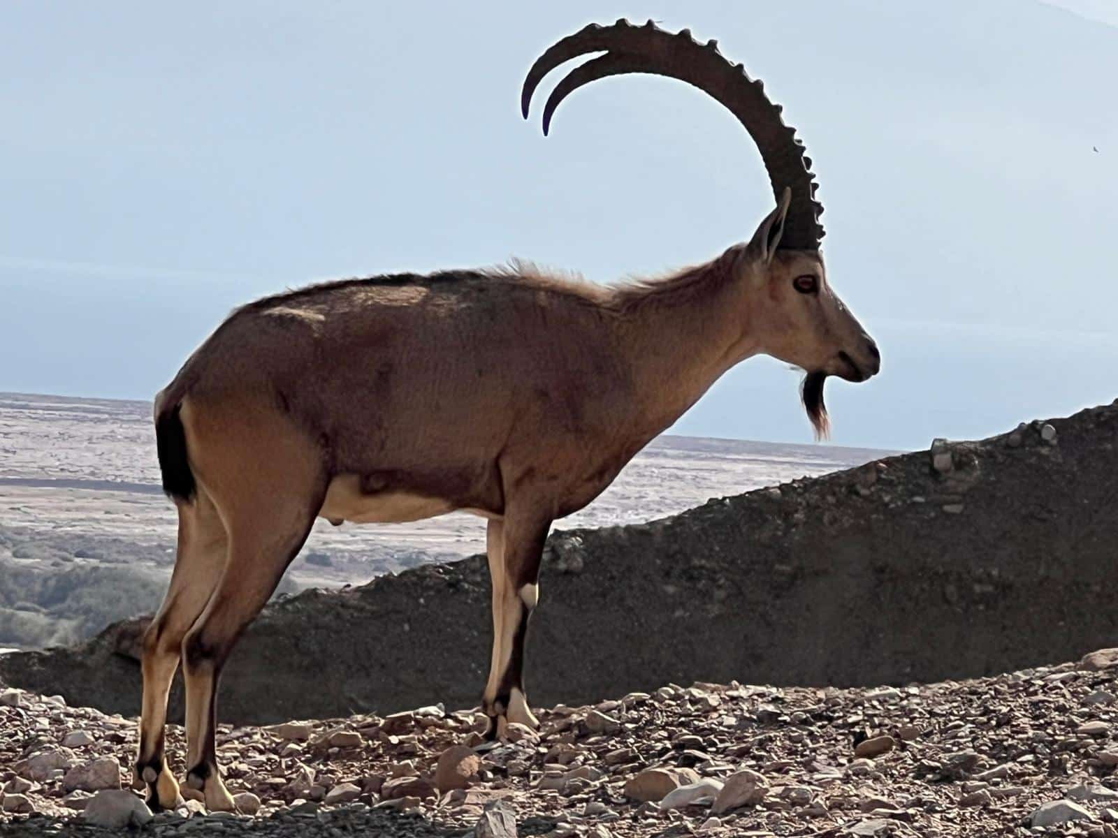 Below: Ibex Capra. The Nubian wild goat finds its natural habitat throughout the Negev Desert and areas around the Dead Sea. It is called gadi (hence Ein Gedi, teh spring of the goat”) or ya’el in Hebrew. Source: easyvoyage.co.uk
